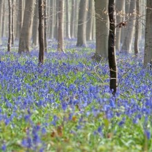 La foresta incantata di Hallerbos, Belgio