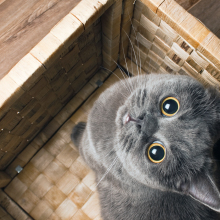 I Cat Cafè sbarcano in Italia!
